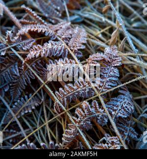 Ice Crystals on a Leaf in Yosemite Stock Photo