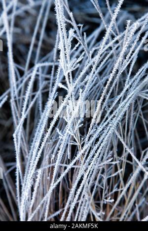 Frost on Grass in Yosemite Valley Stock Photo