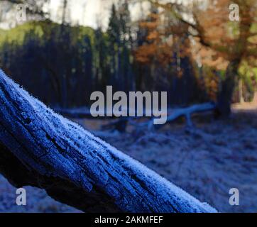 Ice Crystals on Trees in Yosemite Valley Stock Photo