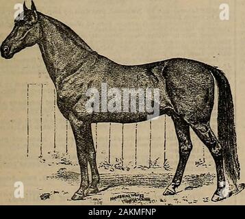 Breeder and sportsman . el of his noted sirePedigree. By Don Cossack, the great prize winner. 1st dam by Harold, sire of Maud S., 2:08 Y, and Noontide, 2:20&. 2d dam bv Behoont. sire of Nutwood. 2:185,. and Wedgewood,2:19. 3d dam by Mambrioo Chief, sire of Lady Thome, 2:18^. and Wood-ford Mambrino, 2:2i&gt;4. 4ih dam by Grev Eagle, sire of St. Charles, 2:26. 5th dam by Hunts Commodore, son of Mambrlno. 6th dsm by WhipBter. 7th dam by imp. Buzzard. 8th dam by Craigs A lfred. 9th dam Wormleys King Herod. loth dam imp. Traveller. llthdamimp. Whittington. Harold Cossack was bred to three mares las Stock Photo