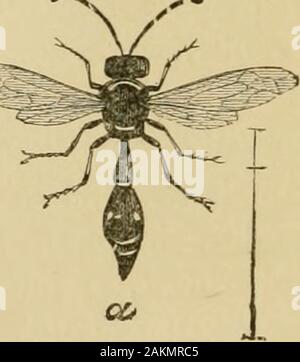 Insects injurious to fruits . Fig. 65. rm. Fraternal Potter-wasp, Eumenes fraternus Say (a, Fig. 65),stores the cells for her young with canker-worms, often placingas many as fifteen or twenty in a single cell. In the figure, at ATTACKING THE LEAVES. 71 6 is shown fhe clay cell of this insect entire; at c the same cutthrough, showing how it is packed with these larvae. Thesecells are sometimes attached to plants and sometimes con-structed under the loose bark of trees. Insect-eating birdsalso devour large numbers of canker-worms. These insects are not confined to the apple-tree: elm-trees are Stock Photo