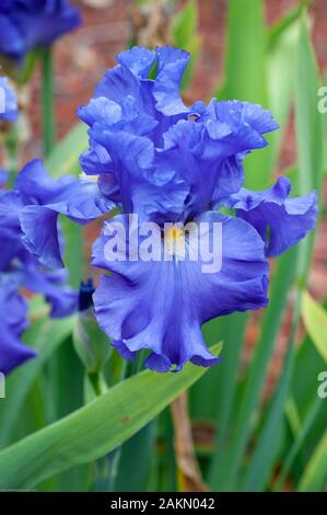 A Tall Bearded Sea Power iris displays a purple  flowerhead with a yellow beard. Stock Photo