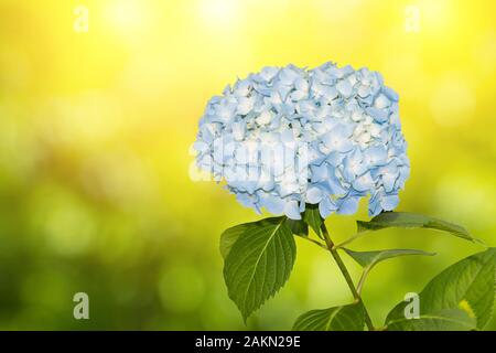 Beautiful Hydrangeas blue flowers in japan garden, springtime. Stock Photo