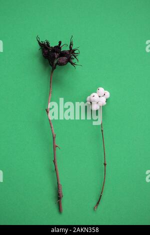 A still life of foraged dry wild rose hips and snowberries. Stock Photo
