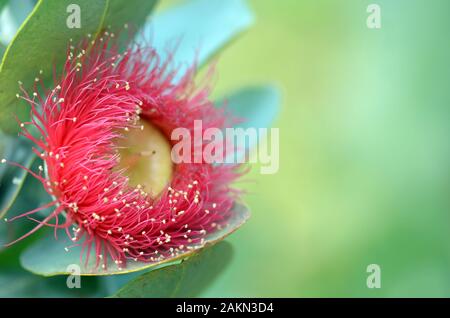 Large red blossom and blue green foliage of the Australian native Mottlecah, Eucalyptus macrocarpa, family Myrtaceae. Endemic to Western Australia. Fl Stock Photo
