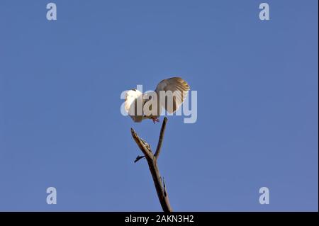 A white Collard Dove native to Arizona swooping in for a landing on the top of a dead tree branch. Stock Photo