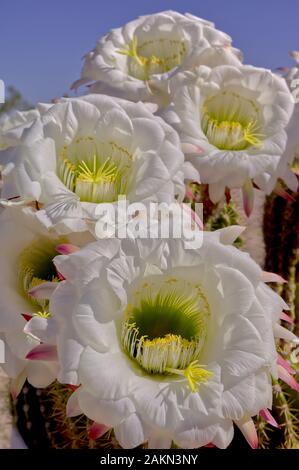 A group of flowers from the Echinopsis Cactus blooming at the same time. Normally these flowers only open at night and wither in the heat of the sun. Stock Photo