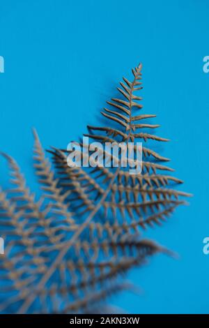 A dry fern leaf on a blue background. Stock Photo