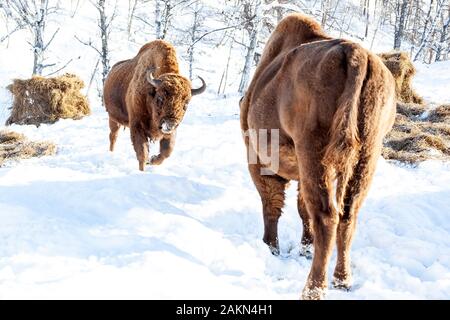 Fight of two brown bison bulls running at each other in the winter on snow. Wyoming State Symbol. Endangered animals. Stock Photo