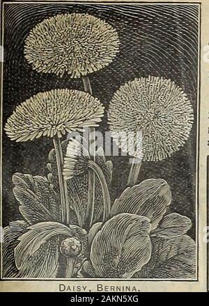 The Maule seed book : 1917 . WM. HENRY MAULE, Inc., PHILADELPHIA, PA. Flower Seeds—129. Daisy, Bernina.GIANT S?VO^VBAL,L. 1277 BERNINA. (New.) Pro-duces giant, densely quilled pure vhite double flowers on tight stalks.The quilled petals are very attrac-tive and the flowers are borne pro-fusels for a long period of time.Packet, 15 cents. 1278 ETNA. {JS^ew.) A compan-ion to Bernina, bearing the same^iant, quilled, double flowers but ofa rich, dark red color. Pkt., 15 cts. Maules Seeds Lead All I deeply appreciate the treat-ment I have had from you, andcannot recommend your seeds toohighly. I hav Stock Photo