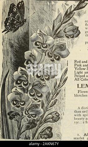 Garden flower and field seeds 1902 . ?. Mm Mtmm Stock Photo