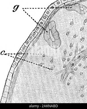 The Influence of the Position of the Cut upon Regeneration in Gunda Ulvae . J. 6 Wm, Vll.—Section through Incomplete Eegenerated Head, with one eye, 64 days (text-fig. Ill, 5). e., eye ; ^., gut; ga., ganglion ; op,n,, optic nerve. Cut upon Regeneration in Gunda ulvse. 363 060.0 • -? a 11 LI ^ -&lt; , . j?a.e^^... Stock Photo