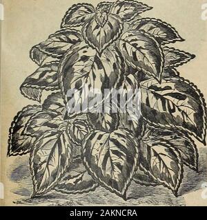 The Maule seed book : 1917 . WM. HENRY MAULE, Inc., PHILADELPHIA, PA. Flower Seeds—127 COLEUS (Flame Nettle)Tender Perennial Foliage plants of exceeding richness and beauty; indispensable forborders and bedding; excellent for greenhouse and window. 1245 LARGE-LEAVED SUNSET SHADES. A strain of coleusremarkable for diversity and richness of color combinations. Leavessometimes attain a length of 10 or 12 Inches and a, width of 6 or 8 inches.Foliage very ornamental, being curled, serrated, cut or fringed in a most delicate andvaried way. Theprevailing colorsare indicated by thename, being a richco Stock Photo