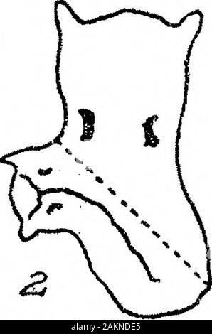 The Influence of the Position of the Cut upon Regeneration in Gunda Ulvae . Fig. IV.1 and 2. Fragment ACC, 20 days. A longitudinal section through a heteromorphic form is shown in fig. IX.The rounded shape of the section is due to the contraction that takesplace when the animals are dropped into the fixing fluid. It can be seenin the section that about one-third of the complete brain is present. Twowell-marked nerves run to the new eyes, and the portion of regeneratedgut in the new head shows a beginning of the formation of the three branchescharacteristic of the front end of the gut of G. ulv Stock Photo