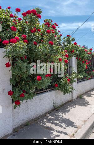 red roses on black metal fence Stock Photo
