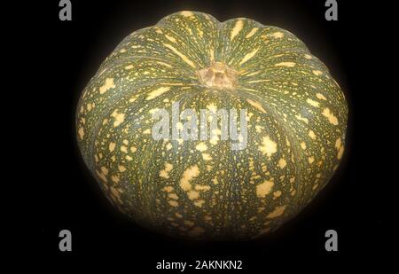 STUDIO IMAGE OF PUMPKIN 'KEN'S SPECIAL HYBRID' ALSO CALLED 'JAP' OR DELICA A SMALL PUMPKIN WITH MOTTLED GREEN AND YELLOW SKIN ON BLACK BACKGROUND. Stock Photo
