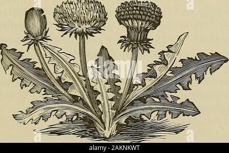 Materia medica and therapeutics : for physicians and students . r and alcohol, and contains gallic and tannic acids, gum, resin,apocynin, apocyncin, bitter extractive, etc. Although the entire root DIURETICS—TARAXACUM. 375 is officinal, the bark of the root is probably alone active. A.androssemifolium, or Dogsbane, is possessed of much the sameproperties as A. cannabinum. Effects and Uses.—Canadian Hemp is diuretic, diaphoretic, seda-tive, and, in continued doses, emeto-eathartic. It is chiefly em-ployed in the treatment of dropsy, in which its action is oftenpowerfully efficacious. It should Stock Photo