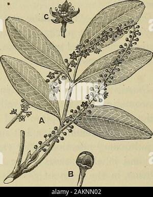 Materia medica and therapeutics : for physicians and students . ring to the body. pilocarpus. Pilocarpus is the leaflets of Pilocarpus pennatifolius {Nat. Ord. Rutaceae), a shrub of some of the northern provinces of Brazil, growing to the height of about five feet, with a long cylindrical root, about three-quarters of an inch in thickness, 358 MATERIA MEUICA—ECCRITICS. and imparipinnate leaves (with anastomosing- veins near the mar-gin) about nine inches long, with from three to five pairs ofopposite, oblong-lanceolated, grayish-green leaflets, with an oddterminal one, which are dotted with a Stock Photo