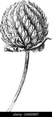purple saxifrage drawing easy