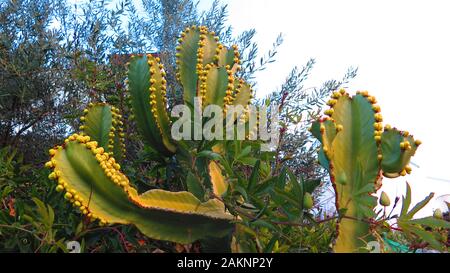 Large candelabra tree cactus with yellow flower buds in Andalusian winter sunshine Stock Photo