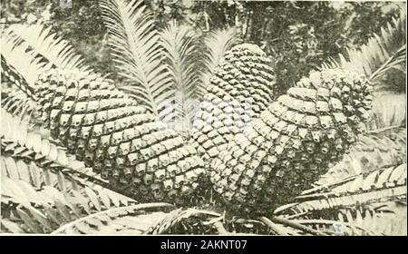 The colony of Natal; an official illustrated handbook and railway guide . a fine garden or pot plant. The CyrtantJiussangiaf/CNS is a scarlet or crimson species growing also onthe coast. The P^ire Lil) of Natal is a C&gt;Ttanthus (C. ajigusti-foliiis). The varieties of this beautiful species are commonall over the country, and are of a bright scarlet colour. To-wards the c( of winter, when the fields are parched anddead, grass fires are of frequent occurrence. Immediately afterthese fires, the flowers of this curious bulbous plant, springup. The large blue umbels of the Agapanthus are found Stock Photo