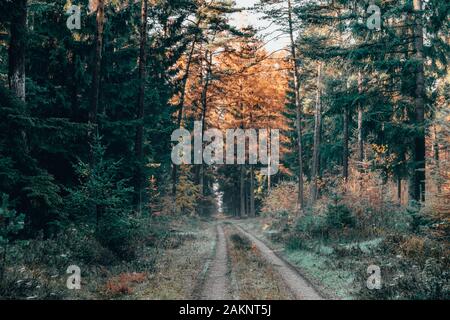 Foggy pathway inside pine tree forests with autumn fall colored foliage in the morning in Luneberg Heide heathland Stock Photo