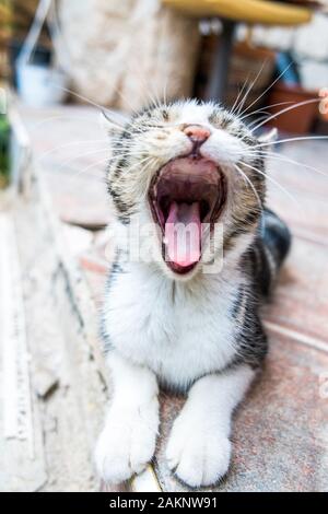 Kitten yawning / Tabby kitty cat lying on the floor playing and yawn Stock Photo