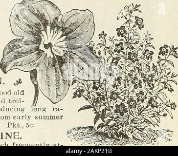 Garden flower and field seeds 1902 . Stock Photo