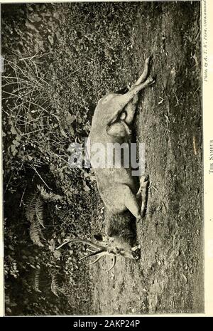 Sport on the Nilgiris and in Wynaad . he two-leggedpoacher who does the damage. That ibex may againincrease and multiply is a consummation devoutly tobe wished, for—from the sportsmans standpoint—it isibex shooting that lends to the Nilgiris their chiefestcharm. Personally, I know that whether Fortunesmiled or whether she frowned, I never regretted ajaunt to the Kundahs, for the wild grandeur of thatmountain chain had for me a fascination that neverpalled. The sense of boundless freedom that thrilledthrough every nerve with each draught of the keenmountain air was in itself ample reward for a Stock Photo