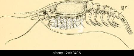 Guide to the Crustacea, Arachnida, Onychophora and Myriopoda exhibited in the Department of Zoology, British Museum (Natural History) .. . acea.,, 2. Cumacea.,, 3. Tanaidacea.,, 4. Isopoda.,, 5. Am]&gt;liij)()d(i. Order 1.—Mysidacea. The general form is shrimp-like (Fig. 18). A carapace ispresent, but it leaves free at least live of the thoracic somites. Peracarida—Mysidacca, Cumacca. 39 There are Table-caseNo. 5. The eyes, when present, are stalked and movableswimming branches (exopodites) on the thoracic legs. Most of the Mysidacea live in the sea and many species arefound on the British coa Stock Photo