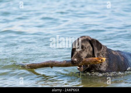 black Labrador retriever dog fetching stick in water Stock Photo