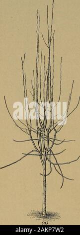 [Fruit culture] . Fig. 7 become too dense or the wood too spindling, some of the weakerwood should be thinned out. When trees have a tendency tomake too much wood growth, it is advisable not to prune tooheavily in the spring. The best plan is to prune pear treesmoderately each year, so that excessive pruning will not benecessary. In Fig. 9 is illustrated a Comice tree before pni-ning. Fig. 10 shows the same tree after pruning. Summer 30 PEAR CULTURE 9 pruning is sometimes practiced in pear orchards for the purposeof overcoming the habit that the trees of some varieties have of. Stock Photo