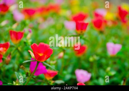 close up of colorful of Verdolaga flowers Stock Photo