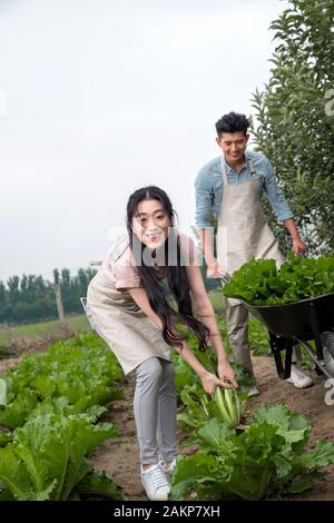 Oriental couple picking vegetables Stock Photo - Alamy