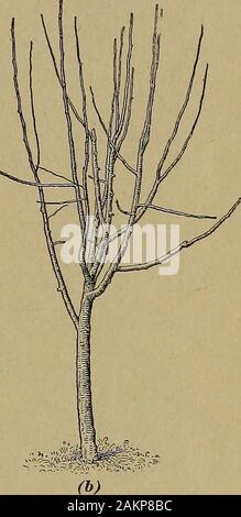 [Fruit culture] . Fig. 7 become too dense or the wood too spindling, some of the weakerwood should be thinned out. When trees have a tendency tomake too much wood growth, it is advisable not to prune tooheavily in the spring. The best plan is to prune pear treesmoderately each year, so that excessive pruning will not benecessary. In Fig. 9 is illustrated a Comice tree before pni-ning. Fig. 10 shows the same tree after pruning. Summer 30 PEAR CULTURE 9 pruning is sometimes practiced in pear orchards for the purposeof overcoming the habit that the trees of some varieties have of Stock Photo