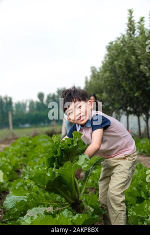 Oriental children picking vegetables Stock Photo - Alamy