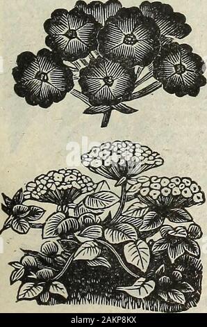 Garden flower and field seeds 1902 . llent for cut flowers. Pkt., 5c. 2047. -Tall Snapdragon. 2 ft. Mixed. Pkt., 5c. 2048. Dwarf Snapdragon. 1 ft. Mixed, Pkt., 5c. AQUILEGIA, or Columbine. Columbines produce, in May and June, large quantities ofbeautiful flowers, in blue, red, white, and yellow, which areeffective, not only on the plant, but are desirable for cutflowers for vases, etc. 1 to 3 ft. H. P. 2049. Chrysantha. Bright golden yellow. Pkt., 5c NEW DOUBLE COLUMBINE. 2049a. Chrysantha f 1. pi. A splendid new double yellow-flowered Aquilegia. Pkt., 10c. 2050. Ccerulea. Violet blue, and whi Stock Photo
