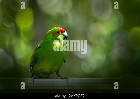 Red Crowned Parakeet, commonly known by its Maori name kakariki Stock Photo
