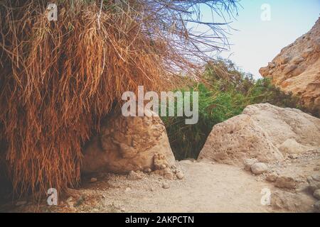 Oasis in the desert. Ein Gedi nature reserve. Israel Stock Photo