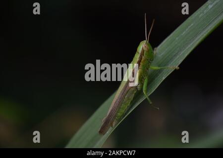A young green grasshopper sitting on a green grass leaf. Surakarta, Indonesia. Stock Photo