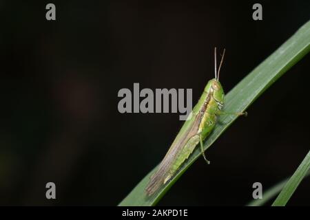A young green grasshopper sitting on a green grass leaf. Surakarta, Indonesia. Stock Photo