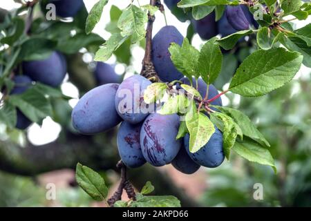 Prunus domestica Plums on a tree Stock Photo