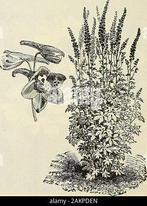 Dreer's wholesale price list for 1904 : decorative hardy garden greenhouse and other plants bulbs tools, fertilizers, insecticides, sundries, etc . a. (Plantain Llly.) Coerulea. Blue Day Lily Alba. White Day Lily . .... Variegata. Variegated Day Lily. .... Thos. Hogg Gaillardia Qrandiflora. 4 inch pots Geranium. (Cranes Biii. Qrandiflorum. Divisions Sanguineum. Divisions Album. Divisions ....Ibericum. Divisions Genm. (Avens.)Atrosanguineum. 3-inch pots ....Coccineum, fl. pi. 3 inch pots ... Heldreichi. 3-inch pots Montana. 3-inch pots 4 00 they are of Lady (Wavy- Per 1004 00 60 757575 75 00 75 Stock Photo