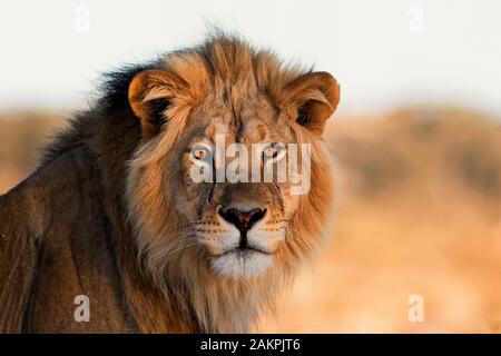 Male Lion Portrait Stock Photo