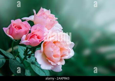 In the garden there is a beautiful delicate pink rose. Close up. Copy space.