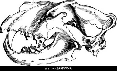 First lesson in zoology : adapted for use in schools . THE BOOILB MAMMALS. 259 markable than in the orders which we haye already con-sidered. The lions or cats skull (Fig. 257) is massive,the canine teeth very large, and the feet have large retrac-tile claws.. Fig. 267—SkuUof the Lion. But before we describe the genuine Oarnivora, we mustdraw attention to the seals (Fig. 358) and their allies,which are admirably adapted to an aquatic life. Theirlimbs are modified into flippers for use in swimming. Stock Photo