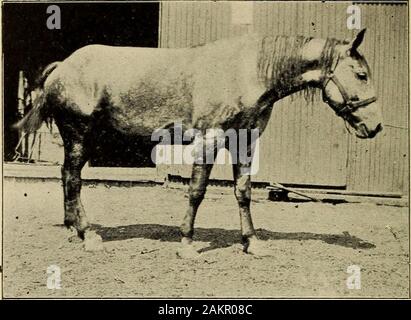 The stock owner's adviser; the breeding, rearing, management, diseases and treatment of domestic animals . soothing applications, succeeded byslight and afterwards stronger irritants. Purgatives and coolingdiet at first, followed by good nursing. SHOULDER SLIP. Shoulder slip is the name used by professional men for whatis more commonly termed sweeny. There is a peculiar outwardslipping movement of the shoulder joint. It would almost ap-pear as if the shoulder were out of joint; hence the termshoulder slip. This peculiar action of the shoulder is causedby the external muscles losing their contr Stock Photo