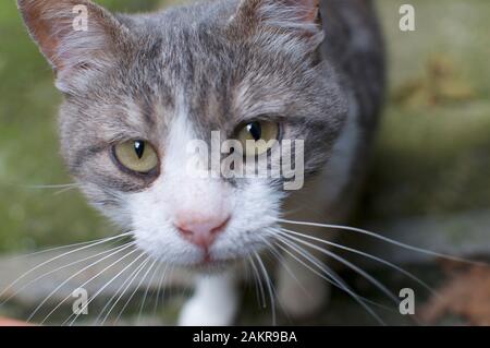 View of a beautiful grey colored cat with yelloish colored eyes looking straight to the camera Stock Photo