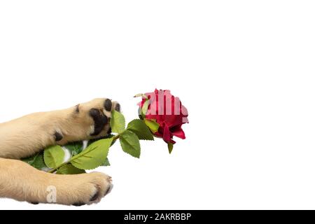 red rose in the paws of a dog isolated on white. Copy space Stock Photo