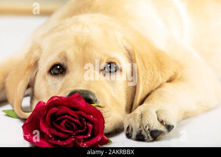 Valentine dog with red rose. Labrador retriever puppy. Stock Photo